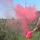 Mr Smoke 1 Pink hand held smoke generator model rocketry
